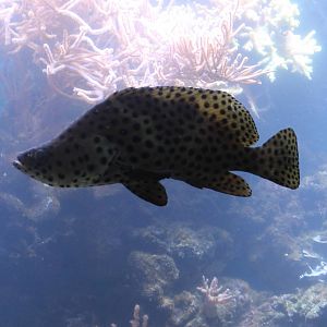 Panther grouper