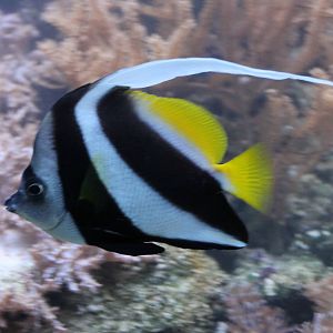 Heniochus Black & White Butterflyfish (Heniochus acuminata)