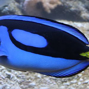Regal tang
