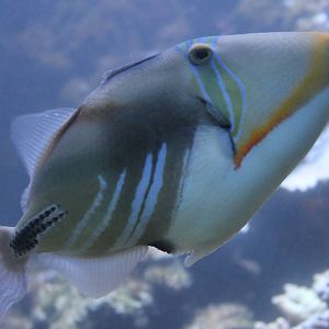 Picasso triggerfish