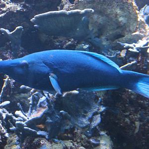 Bird wrasse