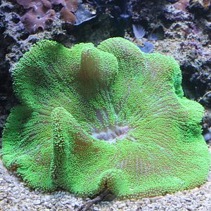 Green Saddle Anemone (Stichodactyla haddoni)
