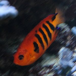 Flame angelfish