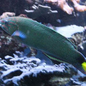 Lyretail Wrasse (Thalassoma lunare)
