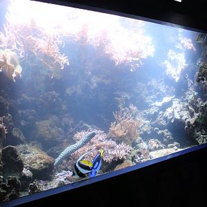Coralfish-tank