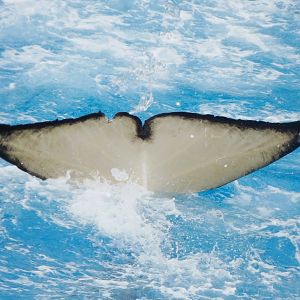 Jun. 2015 - One Ocean - Corky's Fluke