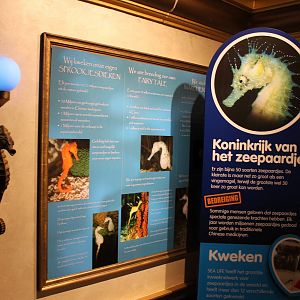 Sea horse information