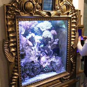 Sea horse aquarium