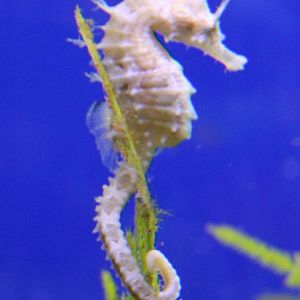 Sea horse species