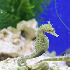 Sea horse species