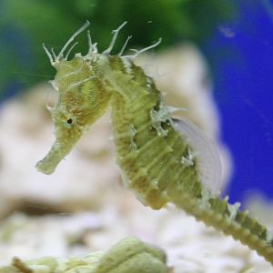 Sea horse species