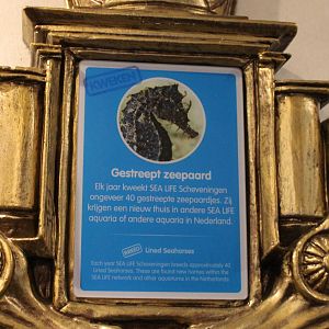 Breeding information Sea horses