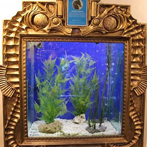 Raising-tank Sea horses