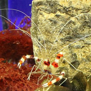 Coral Banded Shrimp (Stenopus hispidus)
