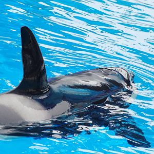 Jun. 2015 - One Ocean - Kasatka