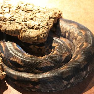Madagascar ground boa
