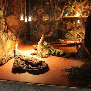 Enclosure Madagascar ground boa