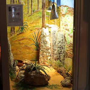 Enclosure Frill-necked lizard