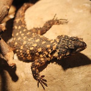 Warren's girdled lizard