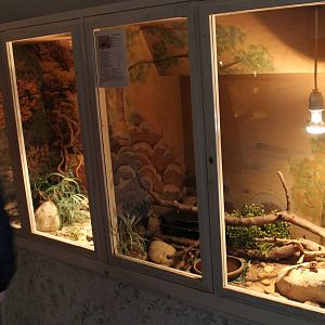 Enclosures Skink and Girdled lizard