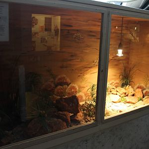 Enclosure Leopard gecko