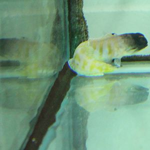 Tiger Jawfish (Opistognathus randalli)