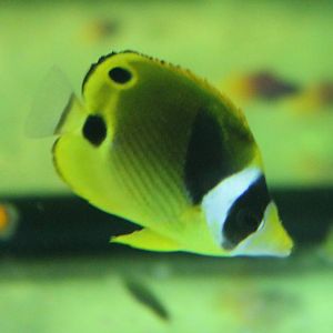 Raccoon butterflyfish