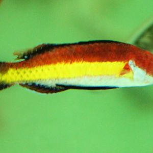 Naoko's Fairy Wrasse (Cirrhilabrus naokoae)