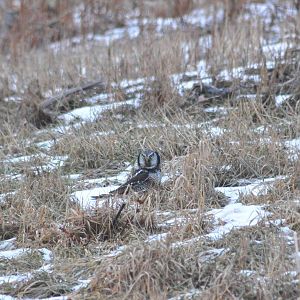 Northern Hawk-Owl - Alaska