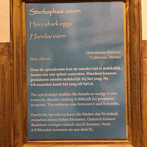 Horn shark egg information