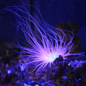 Tube-dwelling anemone
