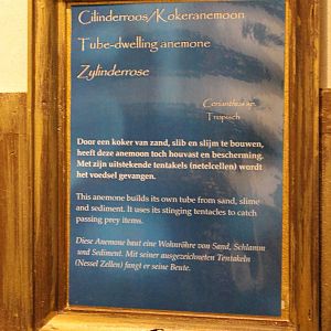Tube-dwelling anemone info-sign