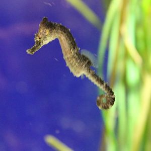 Young Sea horse
