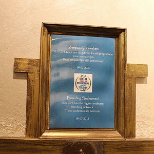 Sea horses birth sign