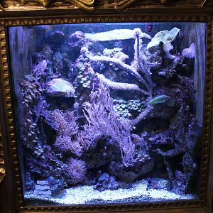 Coral-reef aquarium