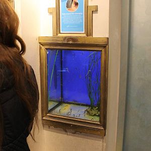 Aquarium with Sea foals ;)