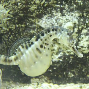 Pot-bellied sea horse