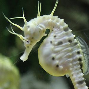Pot-bellied sea horse