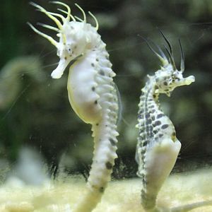 Pot-bellied sea horses