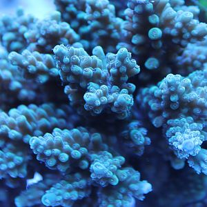 Coral species
