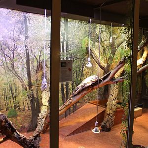 Enclosure Green iguana