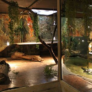 Enclosure Dwarf crocodile