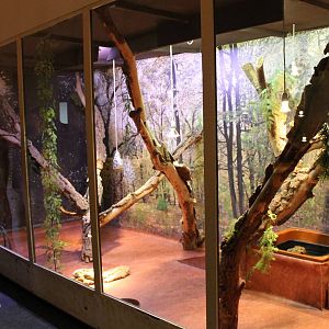 Enclosure Green Iguana