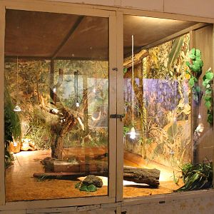 Cuvier's dwarf caiman enclosure