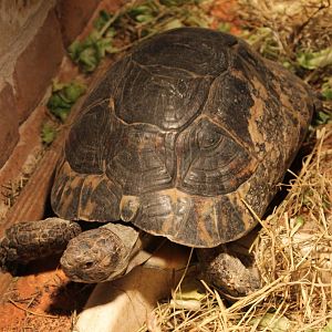 Greek tortoise