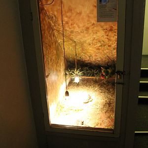 Enclosure Greek tortoise