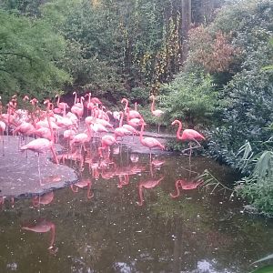 Cuban flamingo colony