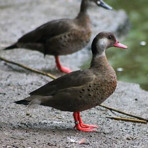 Brazilian ducks