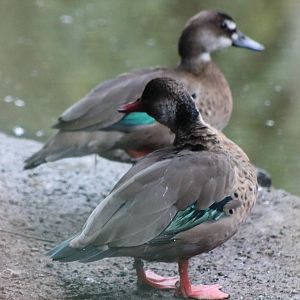 Brazilian ducks