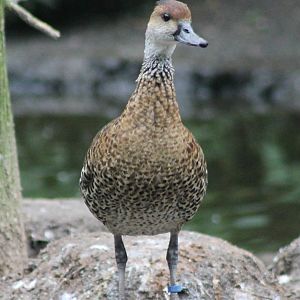 Black-billed whistling duck
